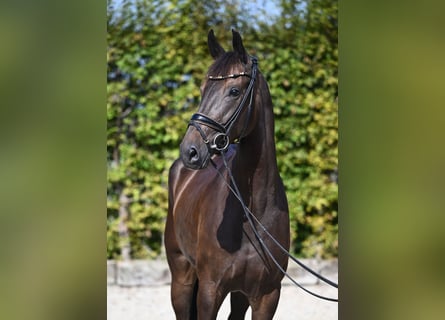 Hannoveraner, Stute, 4 Jahre, 16,1 hh, Dunkelbrauner