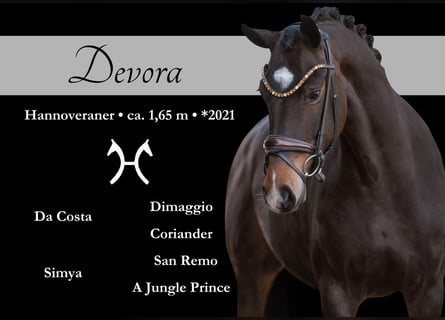 Hanoverian, Mare, 4 years, 16,1 hh, Bay-Dark