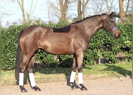 Hanoverian, Mare, 4 years, 16.1 hh, Bay-Dark