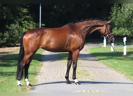 Hanoverian, Mare, 4 years, 16,1 hh, Bay-Dark