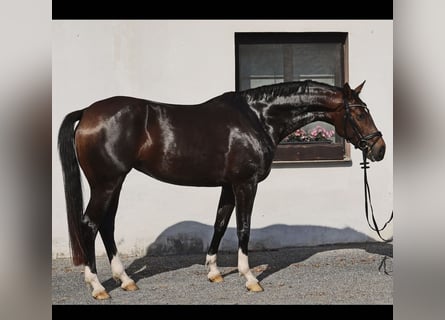 Hanoverian, Mare, 4 years, 16.1 hh, Bay-Dark