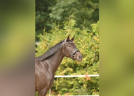 Hannoveraner, Stute, 4 Jahre, 16,1 hh, Dunkelbrauner