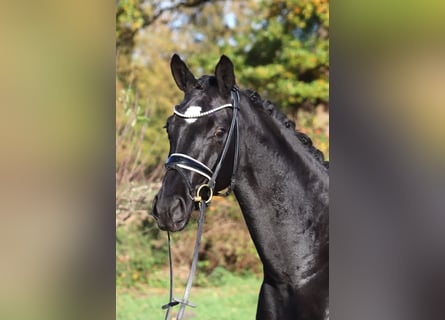 Hanoverian, Mare, 4 years, 16,1 hh, Black