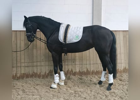 Hanoverian, Mare, 4 years, 16,1 hh, Black