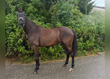 Hanoverian, Mare, 4 years, 16.1 hh, Black