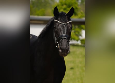 Hanoverian, Mare, 4 years, 16,1 hh, Black