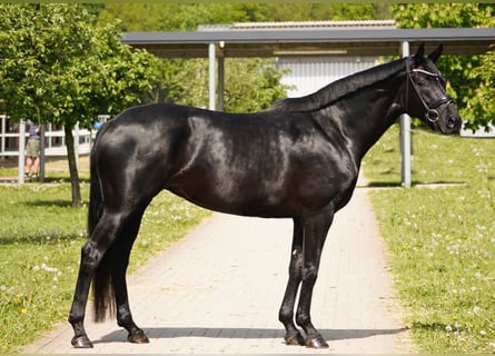 Hanoverian, Mare, 4 years, 16,1 hh, Black