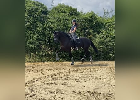 Hanoverian, Mare, 4 years, 16.1 hh, Black