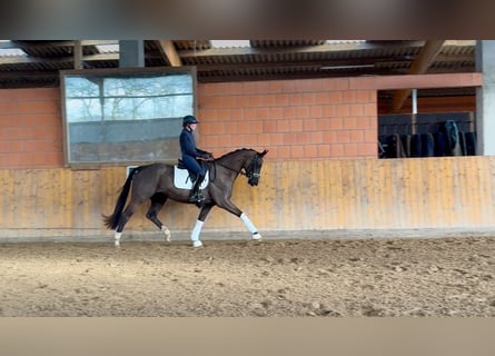 Hanoverian, Mare, 4 years, 16.1 hh, Black