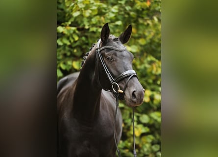 Hanoverian, Mare, 4 years, 16,1 hh, Black