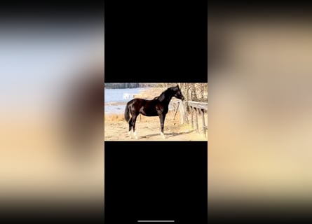 Hanoverian, Mare, 4 years, 16.1 hh, Black