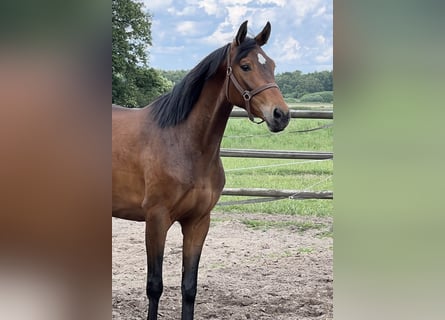 Hanoverian, Mare, 4 years, 16.1 hh, Brown