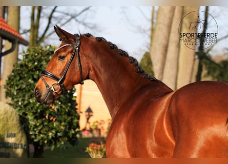 Hanoverian, Mare, 4 years, 16,1 hh, Brown