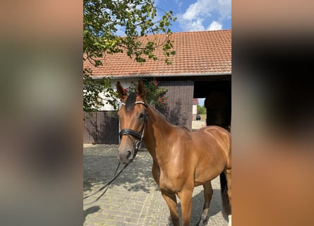 Hanoverian, Mare, 4 years, 16,1 hh, Brown