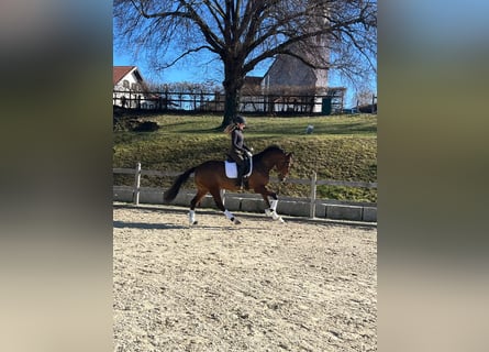 Hannoveraner, Stute, 4 Jahre, 16,1 hh, Brauner