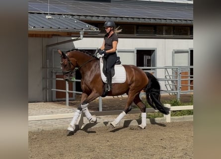 Hanoverian, Mare, 4 years, 16.1 hh, Brown