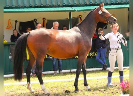 Hanoverian, Mare, 4 years, 16,1 hh, Brown