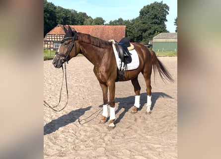 Hanoverian, Mare, 4 years, 16,1 hh, Chestnut