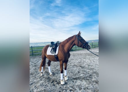 Hanoverian, Mare, 4 years, 16,1 hh, Chestnut-Red