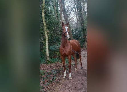 Hanoverian, Mare, 4 years, 16,1 hh, Chestnut-Red