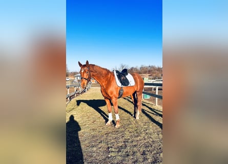 Hanoverian, Mare, 4 years, 16,1 hh, Chestnut-Red