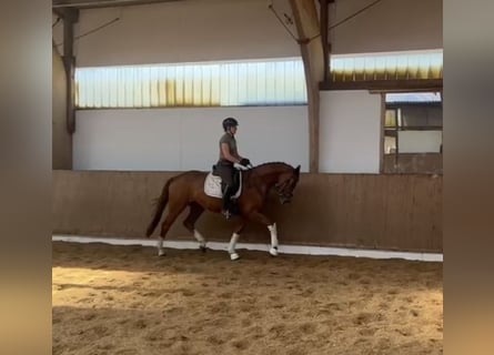 Hanoverian, Mare, 4 years, 16.1 hh, Chestnut-Red