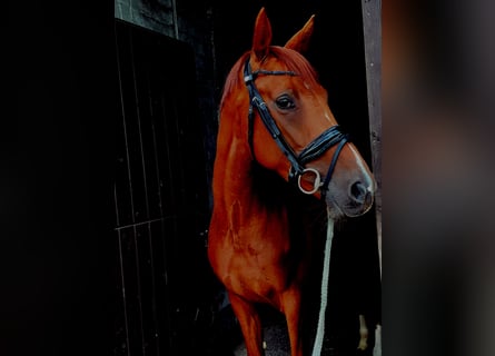 Hanoverian, Mare, 4 years, 16,1 hh, Chestnut-Red