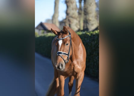 Hanoverian, Mare, 4 years, 16.1 hh, Chestnut-Red