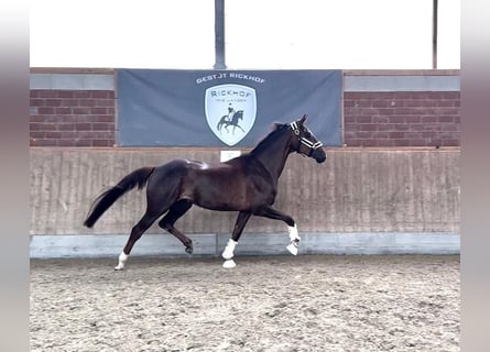 Hanoverian, Mare, 4 years, 16.1 hh, Chestnut-Red