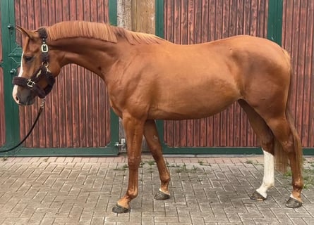 Hanoverian, Mare, 4 years, 16.1 hh, Chestnut-Red