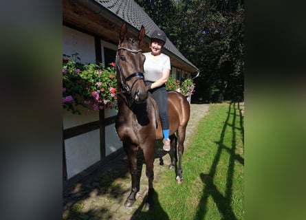 Hanoverian, Mare, 4 years, 16,1 hh