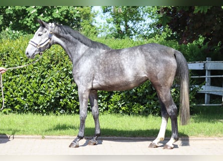 Hanoverian, Mare, 4 years, 16,1 hh, Gray