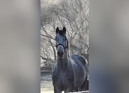 Hanoverian, Mare, 4 years, 16,1 hh, Gray