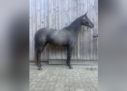 Hanoverian, Mare, 4 years, 16.1 hh, Grey-Blue-Tan