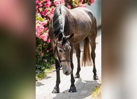 Hanoverian, Mare, 4 years, 16.1 hh, Grey