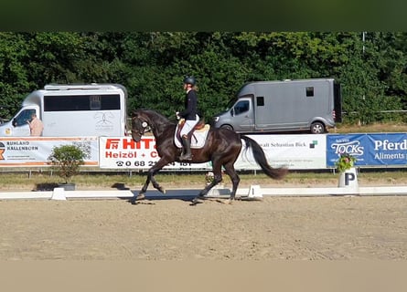 Hanoverian, Mare, 4 years, 16.1 hh, Smoky-Black