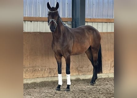 Hanoverian, Mare, 4 years, 16.2 hh, Bay-Dark
