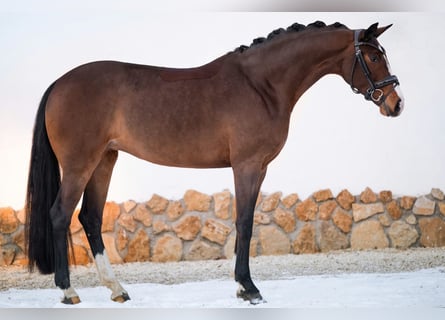 Hanoverian, Mare, 4 years, 16.2 hh, Bay-Dark