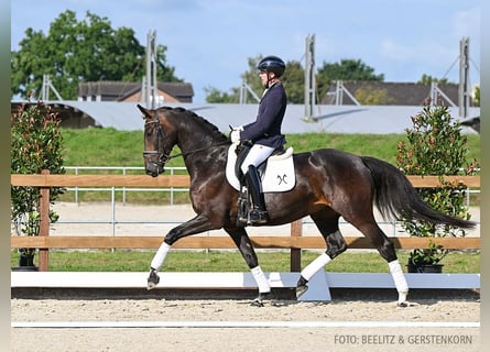 Hanoverian, Mare, 4 years, 16,2 hh, Bay-Dark