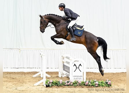 Hanoverian, Mare, 4 years, 16,2 hh, Bay-Dark