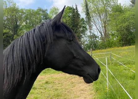 Hannoveraner, Stute, 4 Jahre, 16,2 hh, Rappe