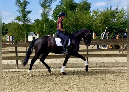 Hanoverian, Mare, 4 years, 16.2 hh, Black