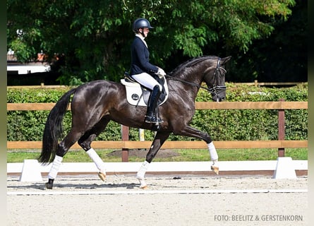 Hanoverian, Mare, 4 years, 16,2 hh, Black