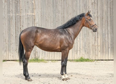 Hanoverian, Mare, 4 years, 16,2 hh, Brown