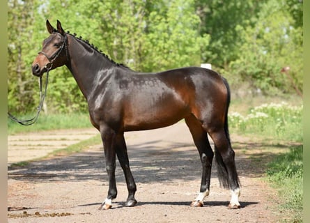 Hanoverian, Mare, 4 years, 16.2 hh, Brown