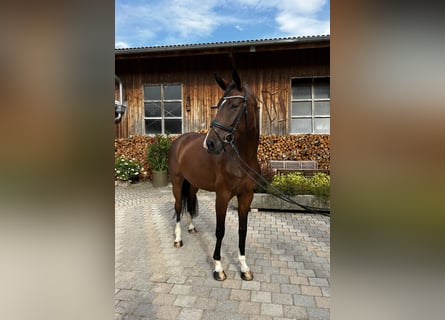 Hannoveraner, Stute, 4 Jahre, 16,2 hh, Brauner