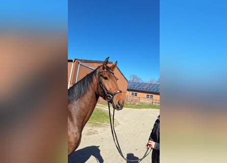 Hanoverian, Mare, 4 years, 16.2 hh, Brown