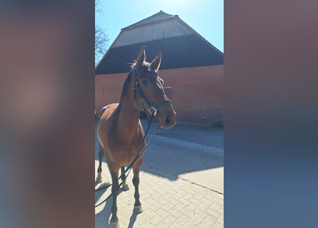 Hanoverian, Mare, 4 years, 16.2 hh, Brown