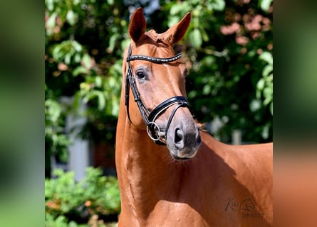 Hanoverian, Mare, 4 years, 16.2 hh, Chestnut