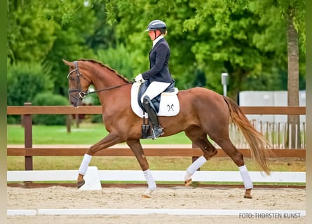 Hanoverian, Mare, 4 years, 16.2 hh, Chestnut